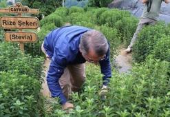 Rize Şekeri Stevia'nın ilk hasadı yapıldı
