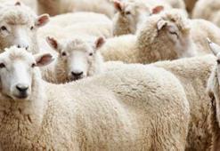 Kurban Bayramı tatili kaç gün sürecek? Kurban Bayramı ne zaman?