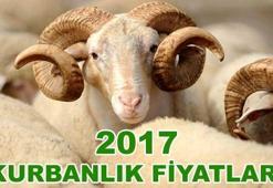 Kurban Bayramı tatili ne kadar sürecek? 2017 Kurbanlık fiyatları kaç lira oldu?