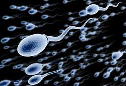 Sperm sayısı son  40 yılda yarıya indi