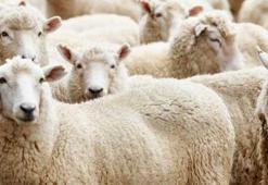 Kurban Bayramı tatili kaç gün olacak?