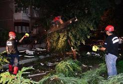 Kadıköy'de yüzlerce ağaç devrildi