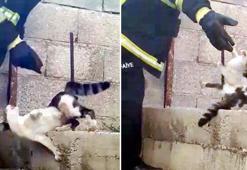 Çatıdan atlayan kedi, demire saplandı