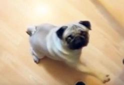 Köpeğine Nazi selamı  öğreten adama bir yıl hapis