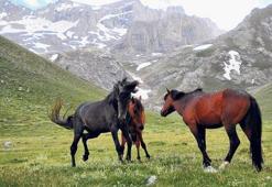 Kementini alan  Karaman’a koşsun!