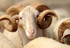 Kurban Bayramı tatili kaç gün sürecek? 2017 Kurbanlık fiyatları kaç lira oldu