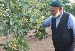 Babasının bir sözünü dinledi, her yıl bir kilo altın alıyor