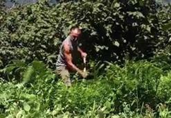 'Memati' fındık bahçesinde çalıştı!
