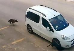 Antalya'da köpekleri bilerek ezen o sürücü serbest bırakıldı