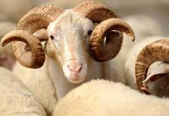 Kurban Bayramı tatili kaç gün sürecek? 2017 Kurbanlık fiyatları...