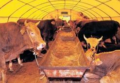 Kurban Bayramı için 5 milyon kurbanlık hazır