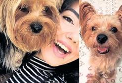 Otobüse alınmayan köpek bagajda öldü