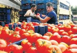 Domates teklifi hazırlıyoruz