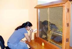 Arı kovanıyla astım ve bronşit tedavisi
