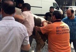 İstanbul'da kaçan boğa dehşet saçtı