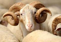 Kurbanlığa 10 milyar TL ödenecek