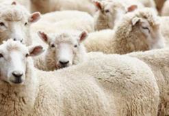Kurban Bayramı ne zaman? Bayram tatili kaç gün sürecek?