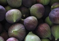 Kraliçe incirinden rekor başlangıç