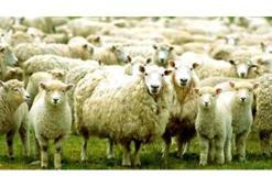 Kurban Bayramı ne zaman? Kurbanlık alırken nelere dikkat edilmelidir?