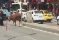 Hayvan pazarından kaçan boğa kadına saldırdı
