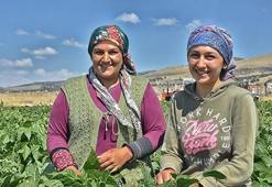 Üniversiteli kız kardeşler tatilde tarlada