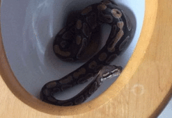 Tuvaletin içinden piton yılanı çıktı