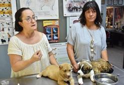 Marmaris'te köpeklere işkence yapan asker gözaltına alındı