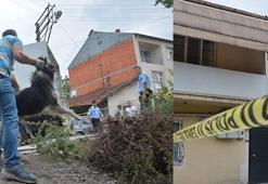 Sokakta tuvaletini yapan köpek ve sahibini tüfekle yaraladı