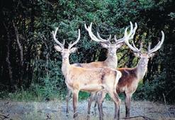 Sayıları 10’a inmişti şimdi 90’a yükseldi