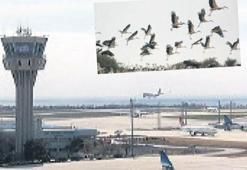Leylek sürüsü alarmı