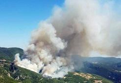 Muğla Menteşe'de orman yangını