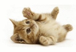 Dikkat! Ereksiyonu engelleyebiliyor! Kedi...