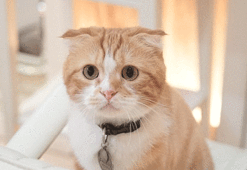 ŞOK! Kedi, adamın cinsel organını...