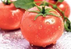 Domateste Rusya'ya ihracat için gün sayılıyor