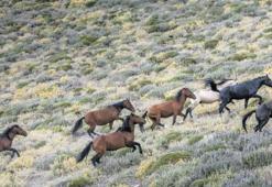 Koyunu kurtaran kovboy!