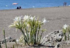 Bu çiçeği koparmanın cezası 38 bin lira