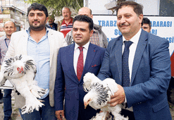 Tavuk dünyasının Ferrarileri