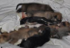 Dünya Hayvanları Koruma Günü'nde yavru köpekleri katlettiler!