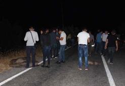 Aydın’da domuz istilası başladı