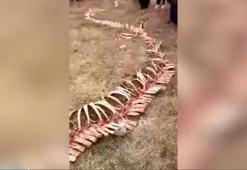 18 metrelik iskelet şaşkına çevirdi