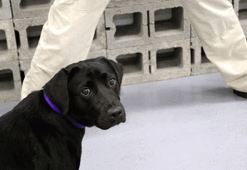 Patlayıcıları koklamayı reddeden köpeği işten çıkardı