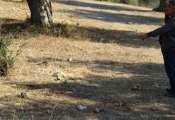 Balıkesir'de dehşet: Zeytinlikte kafasını kesmişler