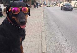Bu köpeği gören bir daha bakıyor