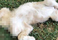 Dehşet! Yavru köpeğin kafasını kopardılar