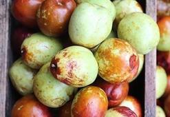 'Ölümsüzlük meyvesi' için bakanlık harekete geçti!