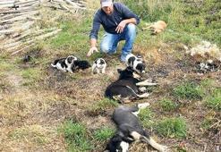 Gebe ve yavrulu köpekleri zehirlediler
