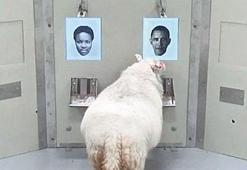 Koyunlar Obama’yı tanıdı