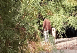 Köpeğe tecavüz haberi asılsız çıktı