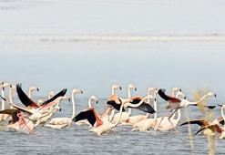 Flamingo katliamı