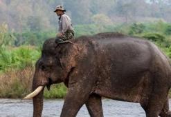 Tayland'daki ünlü fil sahibini öldürdü